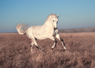 Obraz premium White horse run