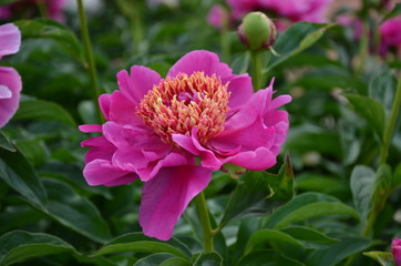 Beautiful peonies in the garden 