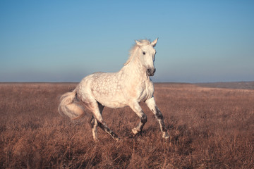 White horse run