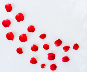Petals of roses on white background