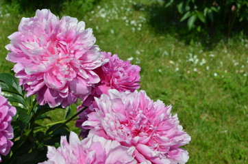 Beautiful summer peonies 