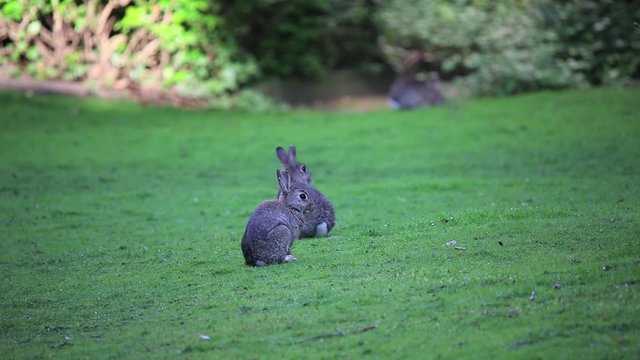 Kaninchen auf Wiese