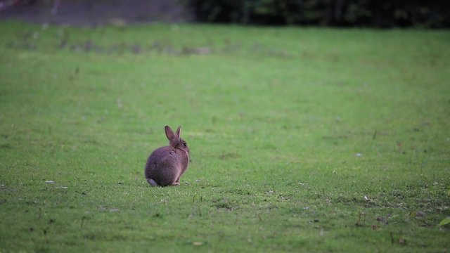 Kaninchen l&auml;uft weg