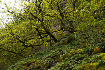 Forest Vegetation in Multnomah Oregon