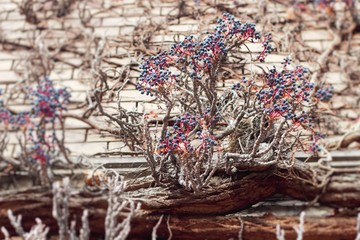 Fassade mit wildem Wein bewachsen