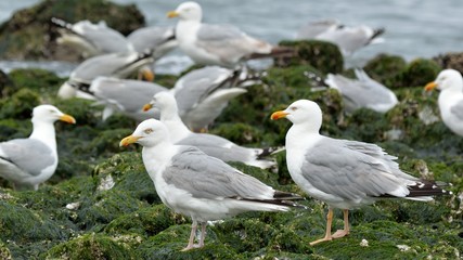 Möwe (Larus michahellis)