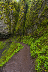 Fototapeta na wymiar Scenic Trail in Columbia River Gorge, Oregon
