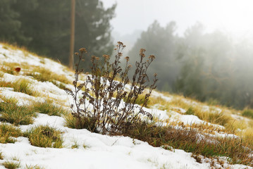 Winter