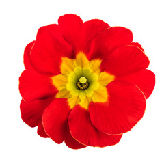 Spring Flower Red isolated on white