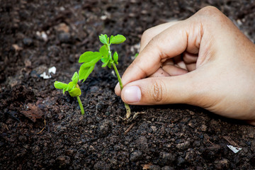 Closeup hand planting young tree in soil,save world concept