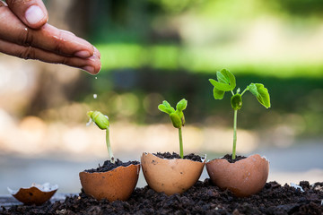 hand watering young plant growing in egg shell in garden