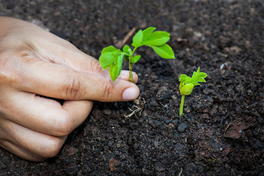 Closeup hand planting young tree in soil,save world concept