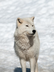 Arctic wolf in winter in natural environment