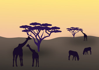 African Animals
