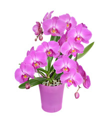 Purple orchid flower - 100346612