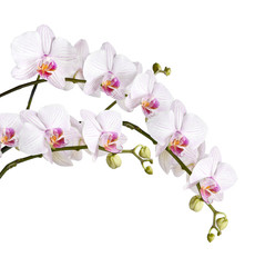 branch of white orchids - 100346626