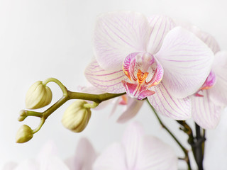White and pink orchid flower