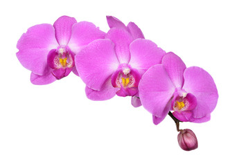 Pink orchid flowers  isolated on white