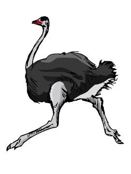 ostrich, illustration of wildlife, zoo, wildlife, animal of sava