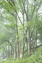 Obraz premium Tall Trees forming Nature Background