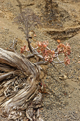 Kakteen wachsen in der Trockenheit