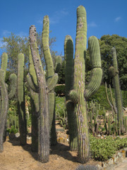 Cactus