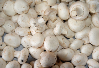 Champignons