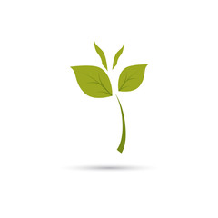 Color illustration of plant