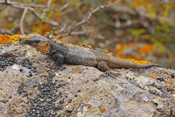 Eidechse auf dem Stein