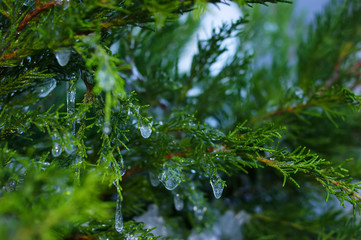 icicles on the branches of pine needles