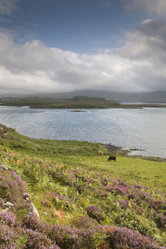 Coast Near Dunvegan Looking Towards Duirinish, Isle Of Skye, Scotland