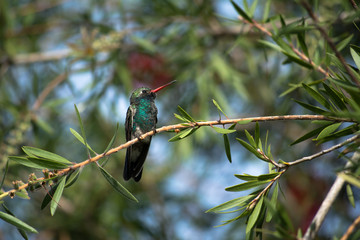 El colibrí espera para seguir alimentándose. © jesuschurion57