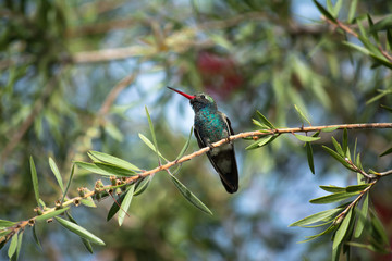 El colibrí mira a su alrededor.