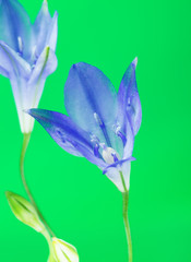 Obraz na płótnie Canvas Brodiaea Blue Flower