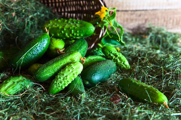 Obraz premium cucumbers