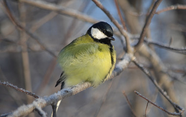 Fototapeta premium Синица на ветке.