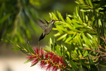 El colibrí vuela después de picar la flor. © jesuschurion57