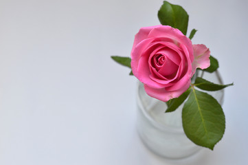 Rose in einer Vase