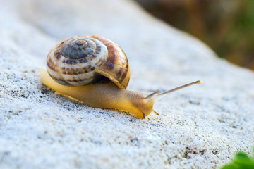 The snail slides down  white stone.