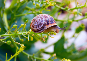 Snail on the edge of delicate plants.