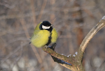 Синица на дереве.