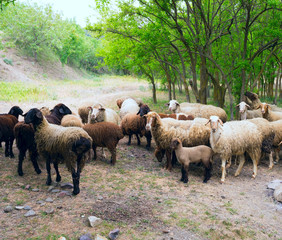 Fototapeta premium flock of sheep on the hillside