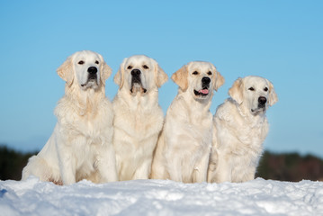 four golden retriever dogs sitting on snow