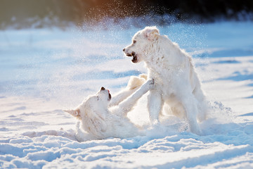 Plakat two golden retriever dogs playing in the snow