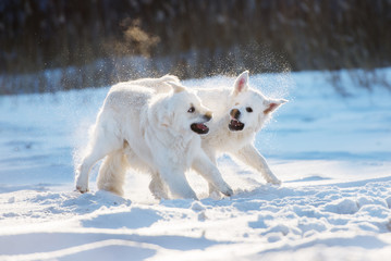 two golden retriever dogs playing in the snow