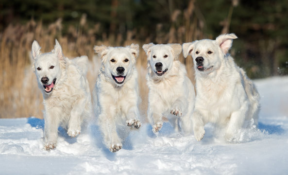 four golden retriever dogs running outdoors in winter