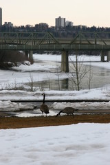 Edmonton Winter
