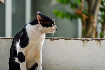 Black and White cat family  in the garden