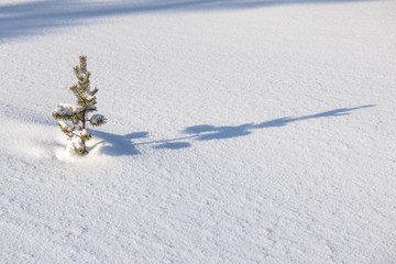 Little fir tree growing in fresh snow