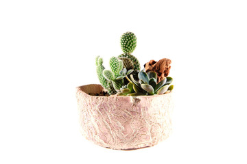 Cactus isolate, white background